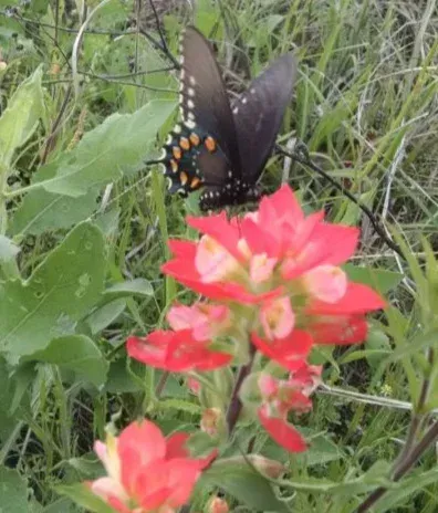 Black butterfly on bright pink wildflowers in tall grass