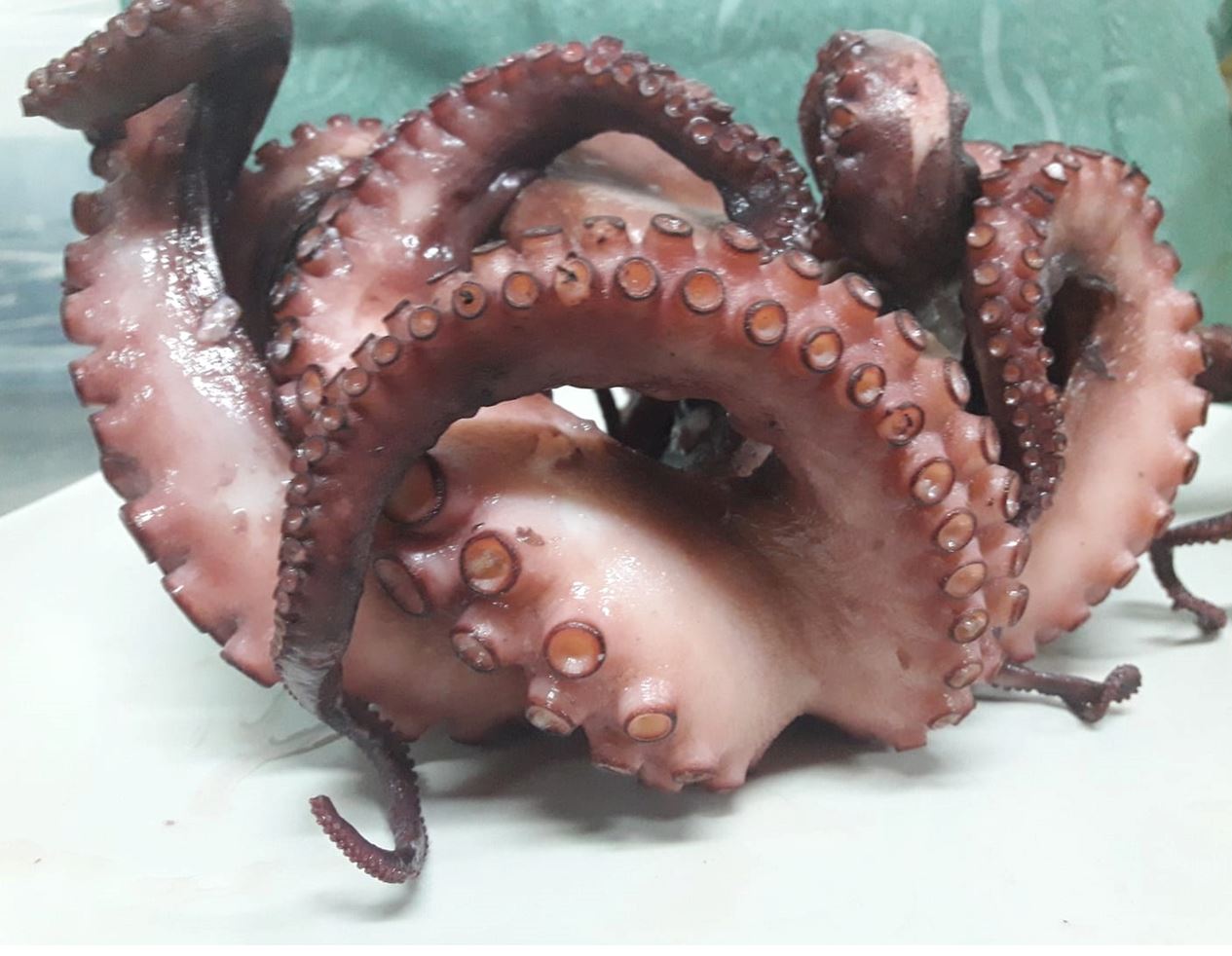 Polpo cotto, di colore rosso-viola, con numerosi tentacoli e ventose su una superficie bianca.