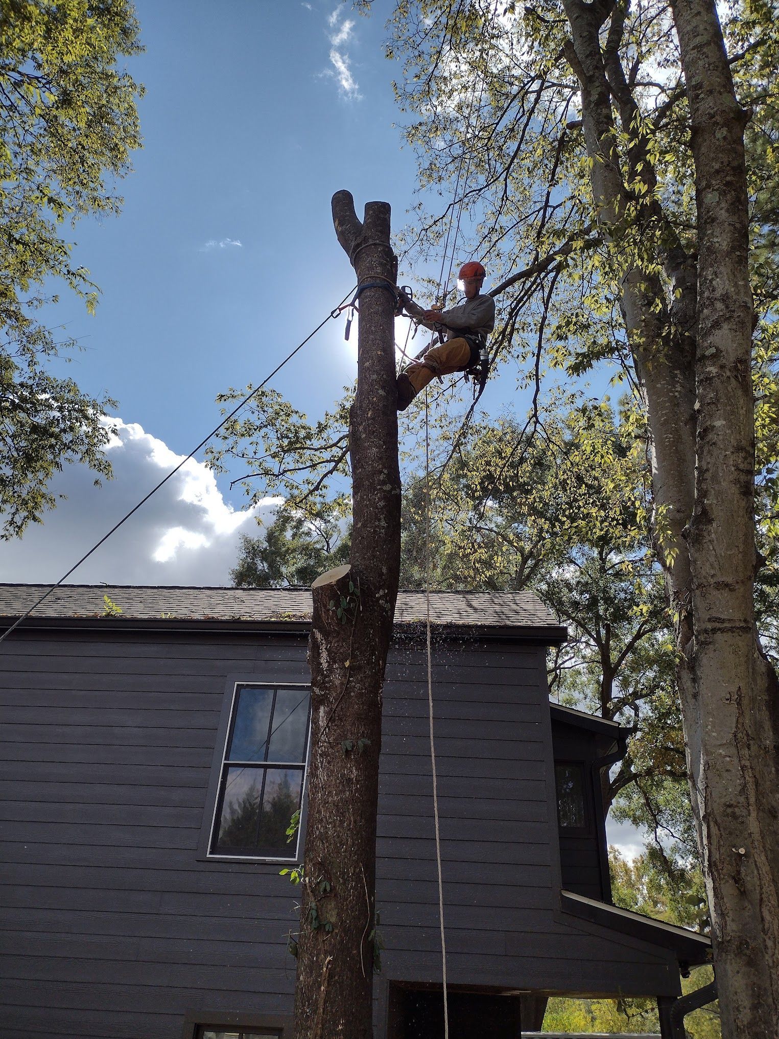 A man is climbing a tree in front of a house.