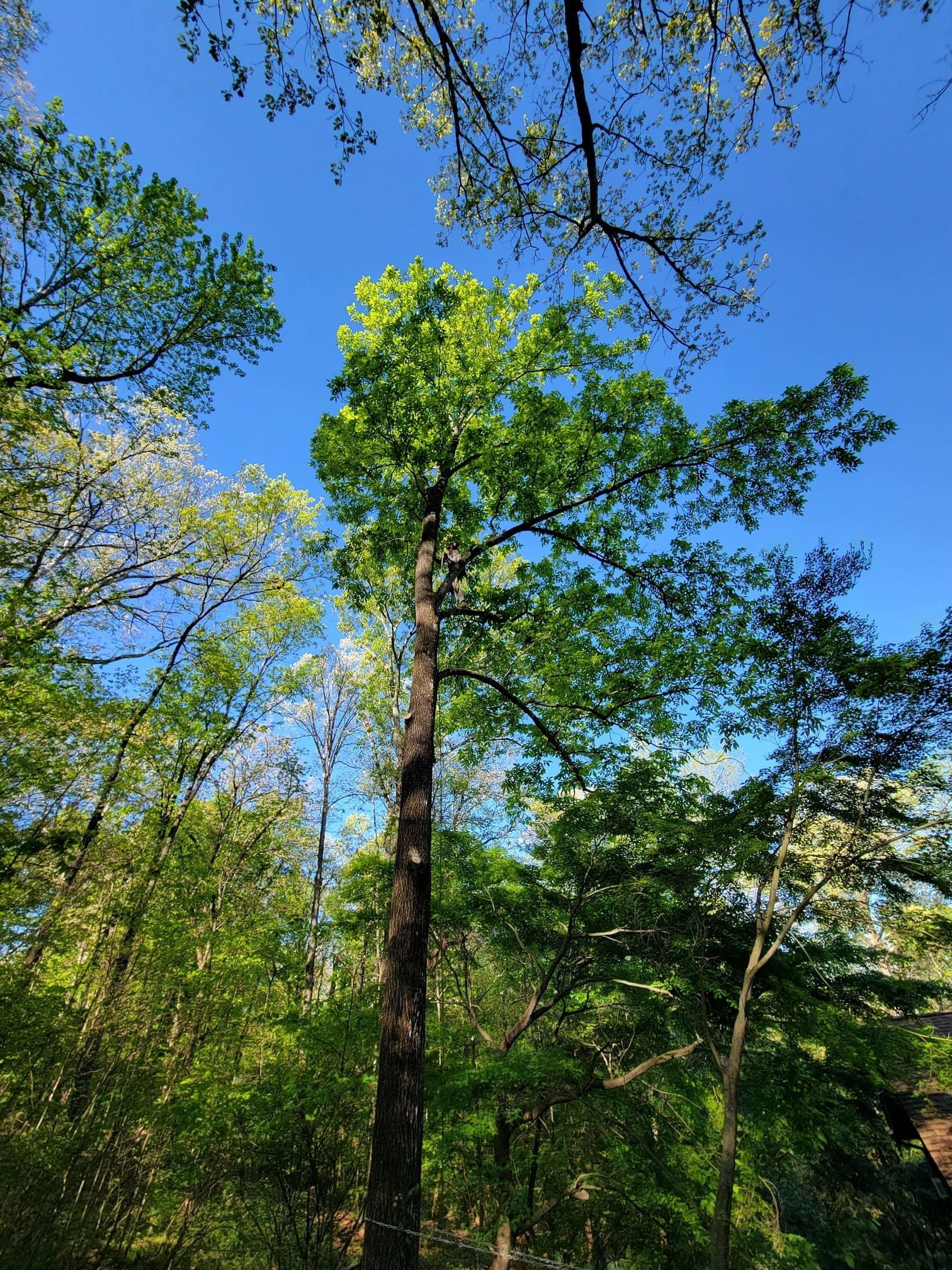 A tree with lots of green leaves against a blue sky
