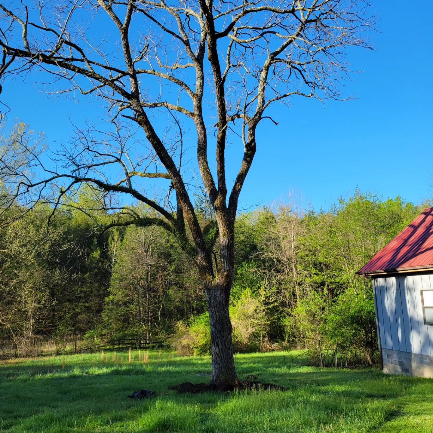 A barn with a red roof and a tree in front of it