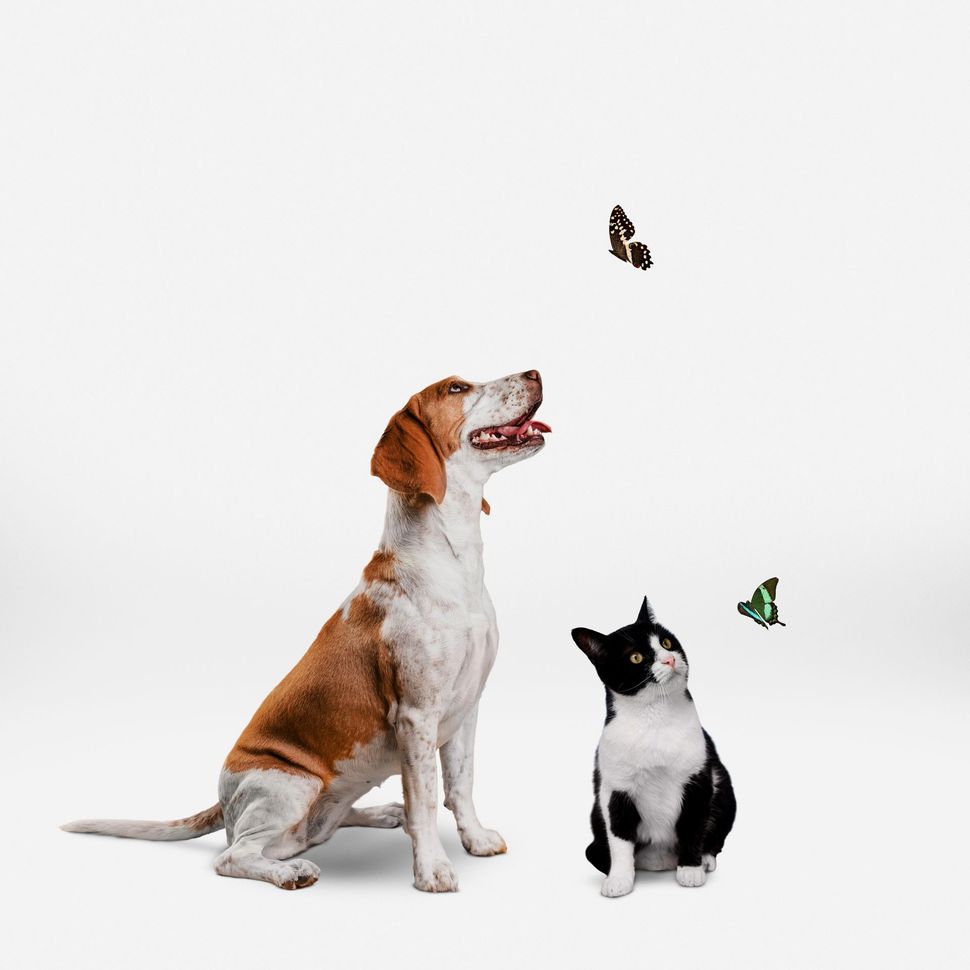 Un beagle y un gato blanco y negro observan mariposas sobre un fondo blanco.