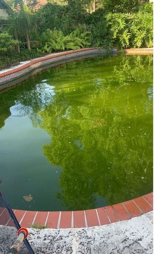 A swimming pool filled with green algae and trees in the background.
