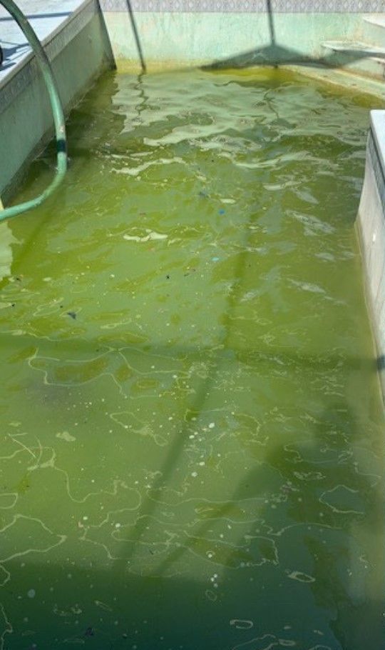 A swimming pool filled with green water and a hose.