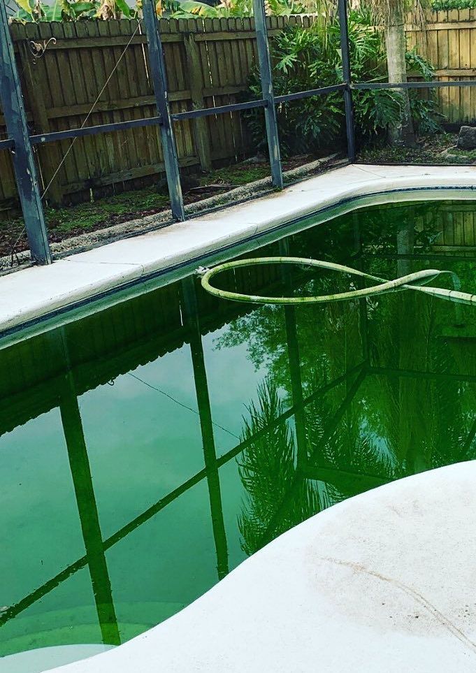 A green swimming pool with a hose in it
