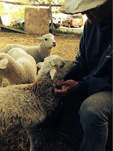 Sheep | Santa Cruz, CA | Westside Farm and Feed Sheep | Santa Cruz, CA | Westside Farm and Feed