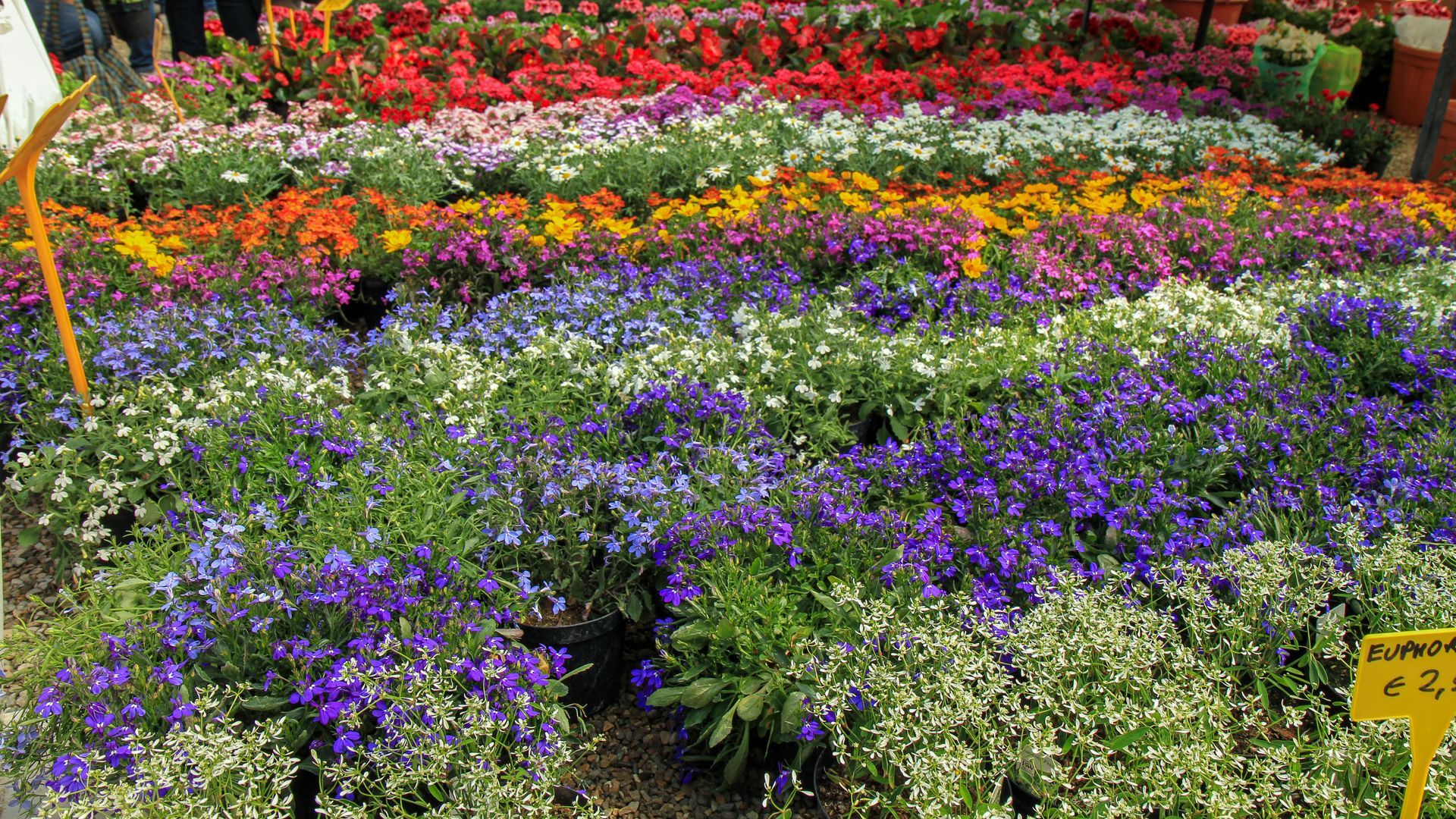 Colorful flower garden with purple, red, orange, and yellow blooms in layered rows Colorful flower garden with purple, red, orange, and yellow blooms in layered rows
