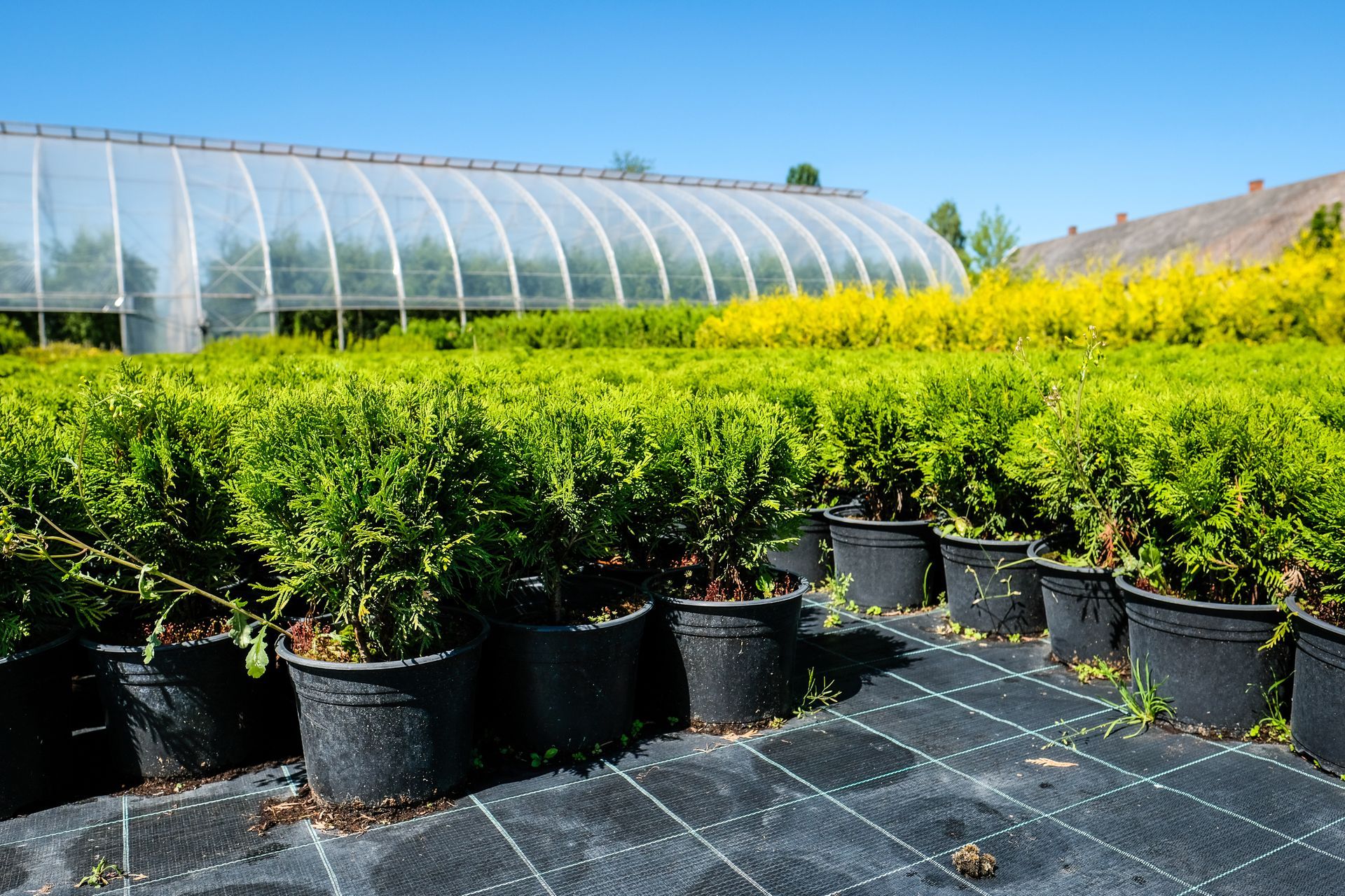 Rows of potted green shrubs in a nursery beside a greenhouse under a bright blue sky Rows of potted green shrubs in a nursery beside a greenhouse under a bright blue sky