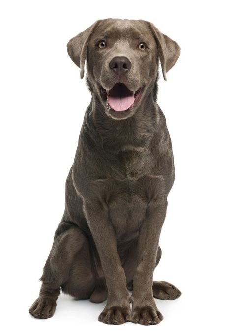 Labrador Retriever argentato seduto, con lo sguardo rivolto in avanti e la bocca aperta, su sfondo bianco.