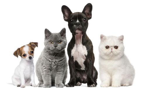 Un piccolo cane, un gatto grigio, un cane alto e un gatto bianco sono seduti in fila su uno sfondo bianco.