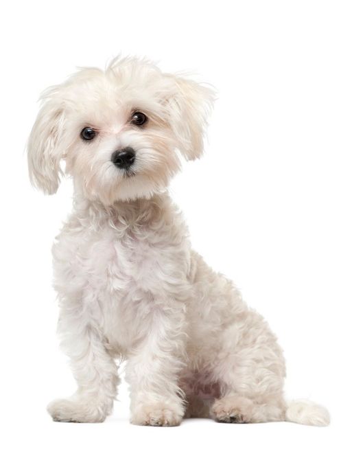 Cane maltese bianco seduto, che guarda l'osservatore.