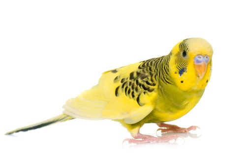 Parrocchetto giallo con macchie nere, in piedi su una superficie bianca, che guarda avanti.