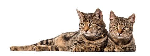 Due gatti soriani marroni sdraiati uno accanto all'altro su uno sfondo bianco, che guardano avanti.