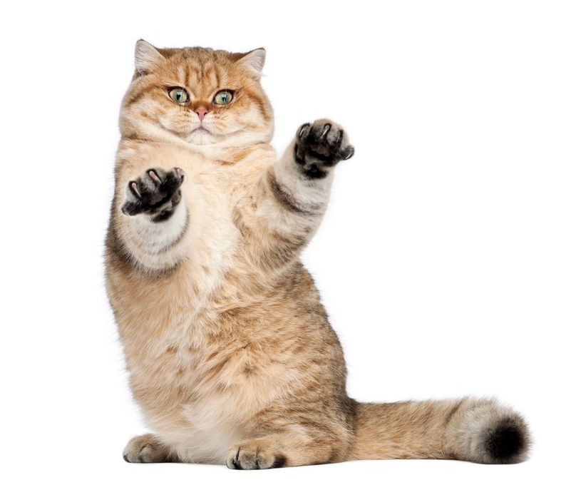 Gatto marrone dorato seduto in posizione eretta, con le zampe alzate in un gesto giocoso o difensivo, su sfondo bianco.