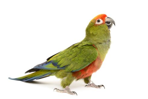 Pappagallo con corpo verde, testa arancione e petto rosso, in piedi su sfondo bianco.