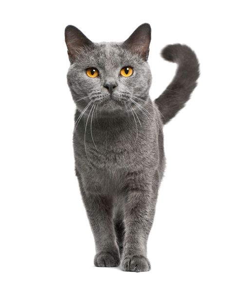 Gatto grigio con occhi dorati, in piedi su uno sfondo bianco, con la coda leggermente arricciata.