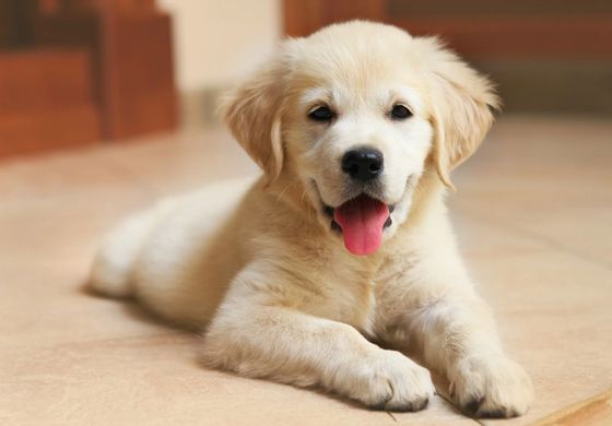 Cucciolo di Golden Retriever con pelo chiaro sdraiato, ansimante e sorridente.