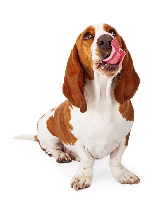 Cane Basset Hound con pelliccia marrone e bianca, che si lecca il naso con la lingua rosa.