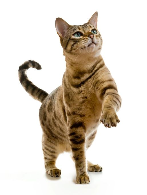 Gatto del Bengala con pelliccia color cuoio e macchie marrone scuro, che alza una zampa e guarda in alto.