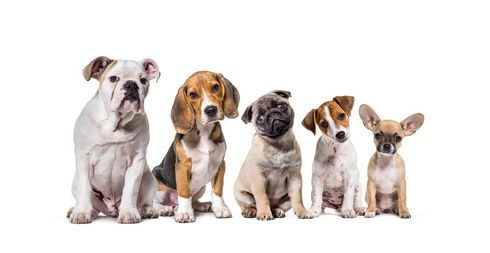 Cinque cani di razze diverse sono seduti in fila: Bulldog, Beagle, Bulldog francese, Jack Russell Terrier e Chihuahua.