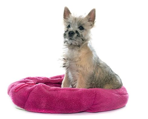 Un cucciolo con la pelliccia grigia è seduto su una cuccia rosa e guarda in alto.