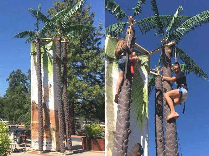 Coconut Tree Rockwall