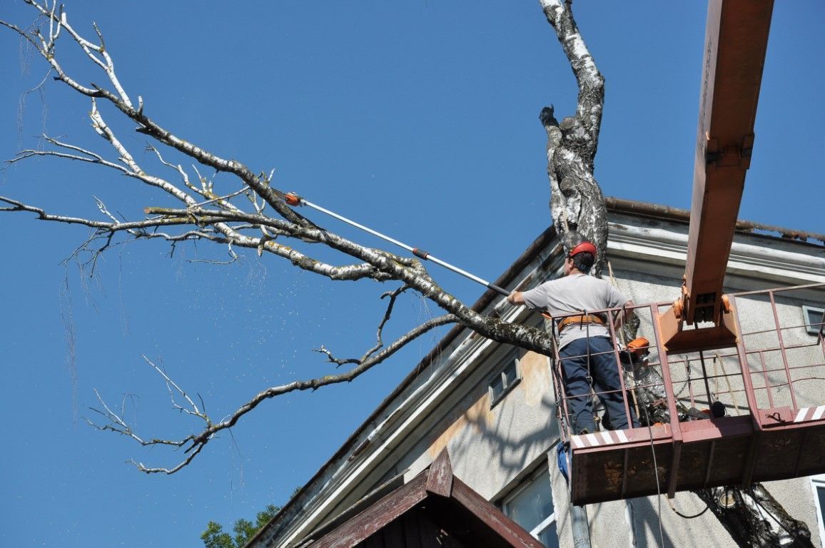 Worker on a lift trimming branches beside a house under a clear blue sky