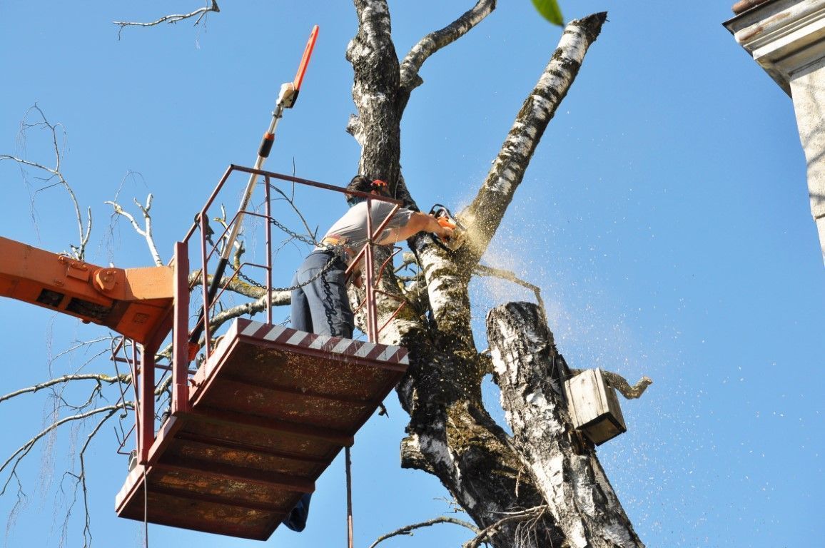 Worker on a suspended platform trimming tree branches against a blue sky