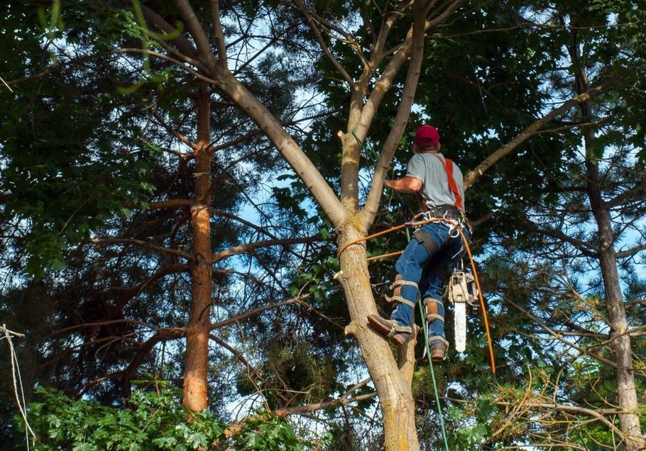 Person trimming a tree from a ladder in a wooded area under a blue sky