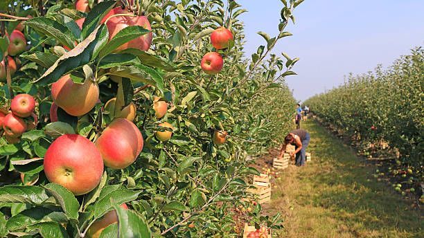 Apples on trees in an orchard with workers harvesting fruit on a sunny day.