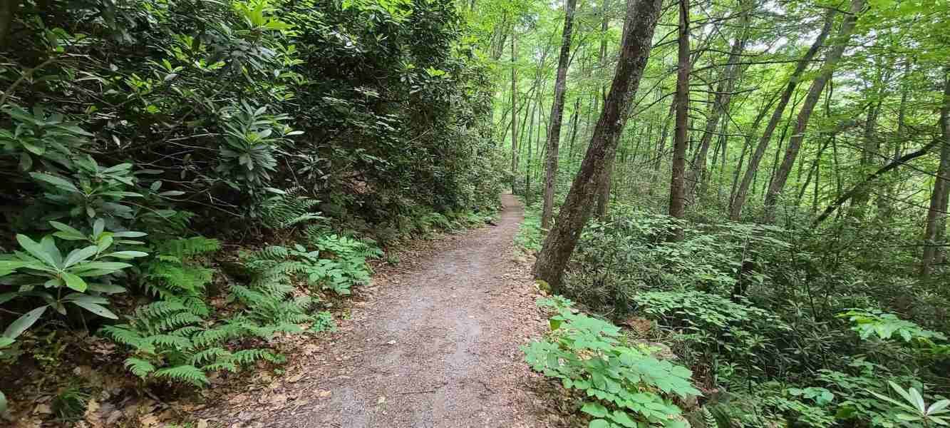A dirt trail winds through a lush green forest, with trees and foliage on either side.