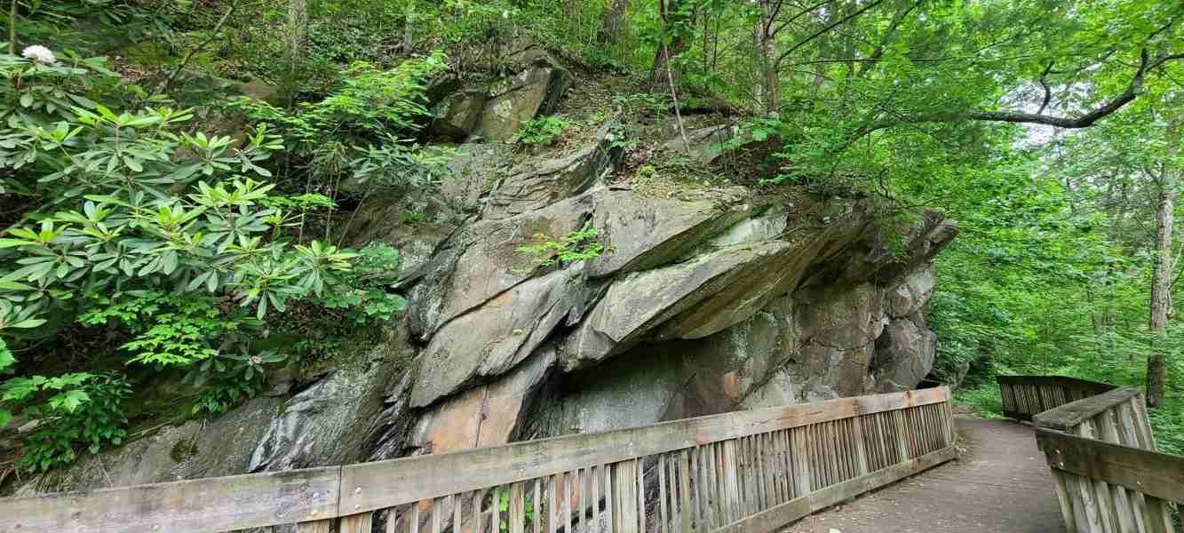 A wooden bridge winds through a lush, green forest with a rocky cliff face on the left.