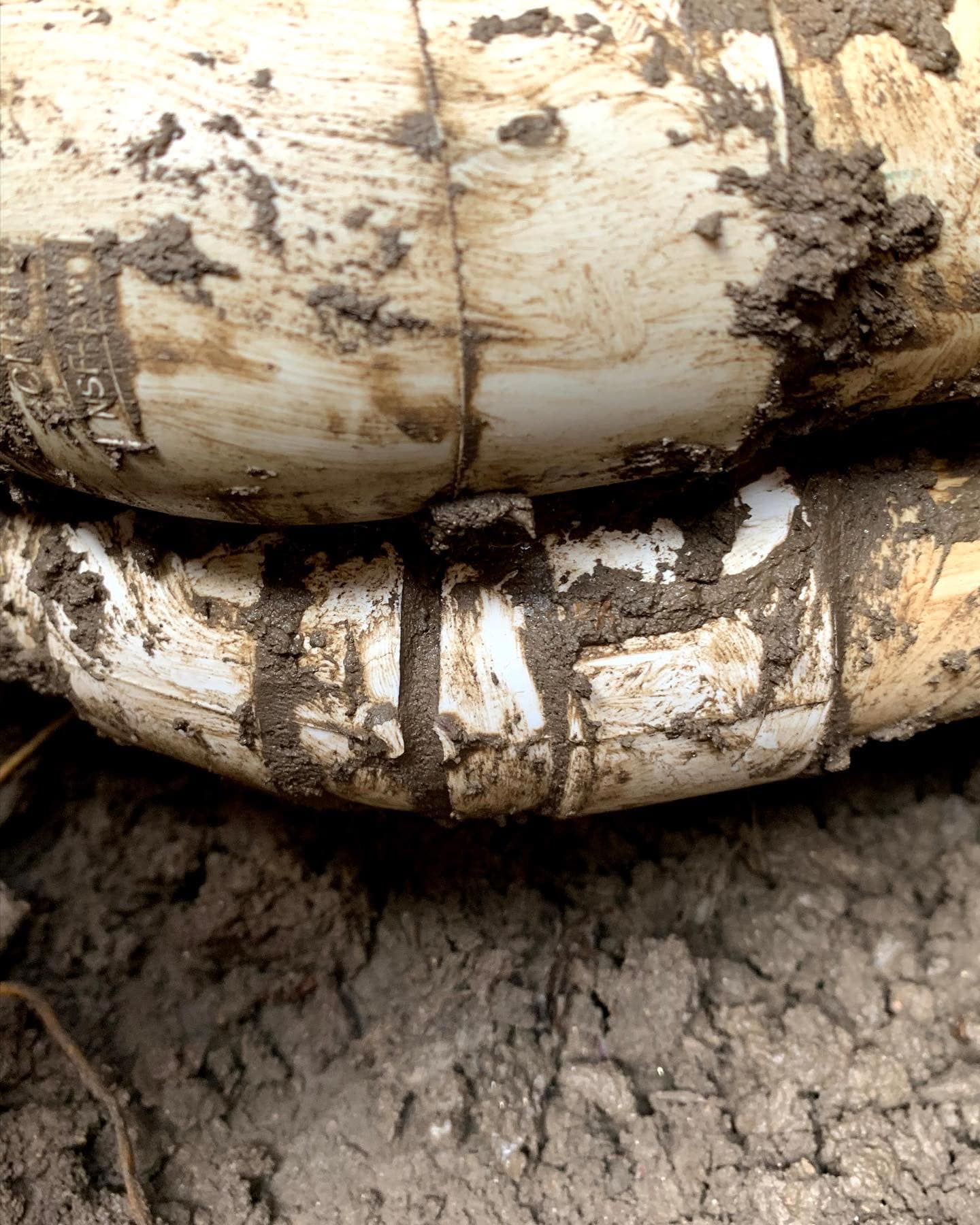 a close up of a turtle 's shell covered in mud