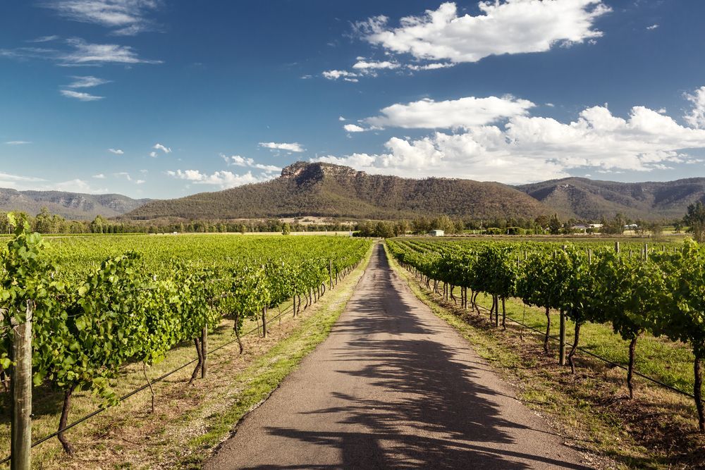 A Road Going Through A Vineyard With Mountains In The Background — More Clean Air In Cessnock, NSW