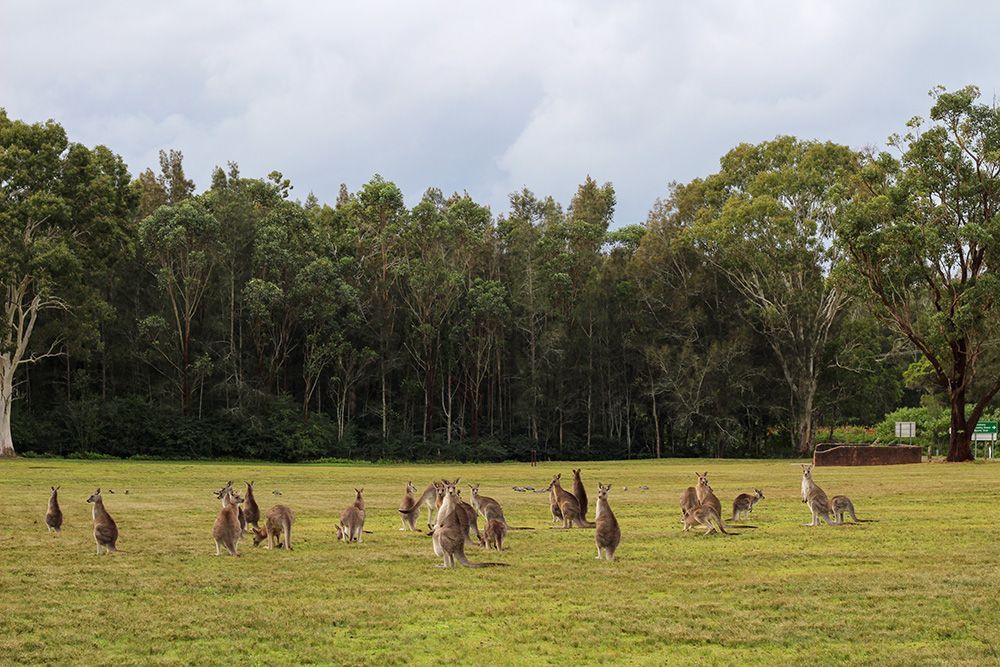 A Herd Of Kangaroos Are Standing In A Grassy Field — More Clean Air In Morisset, NSW