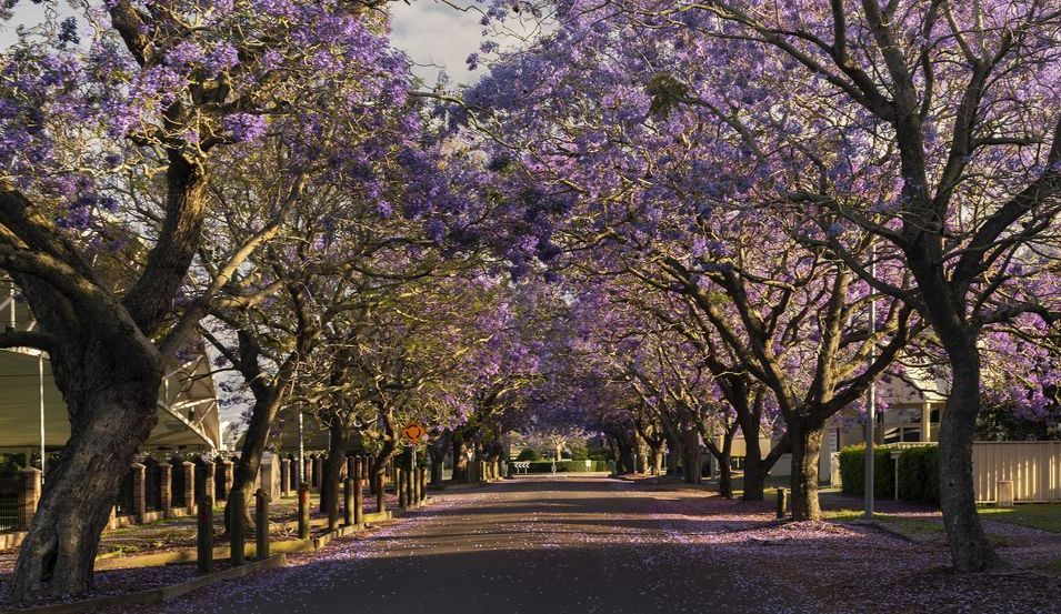 A Row Of Trees With Purple Flowers On Them — More Clean Air In Raymond Terrace, NSW