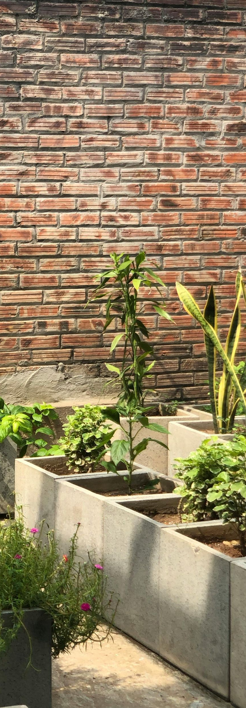 Raised concrete garden beds with green plants beside a brick wall