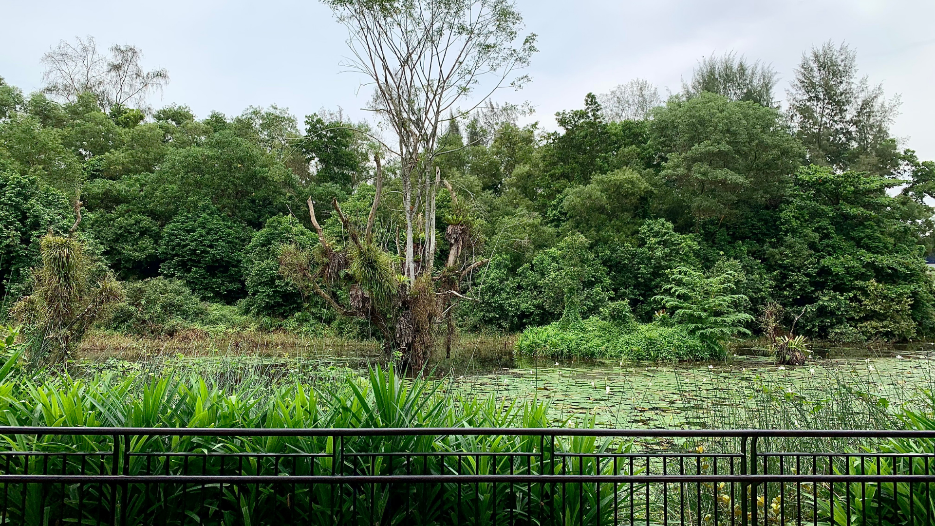 Green wetland scene with a forest background and a black fence in the foreground.
