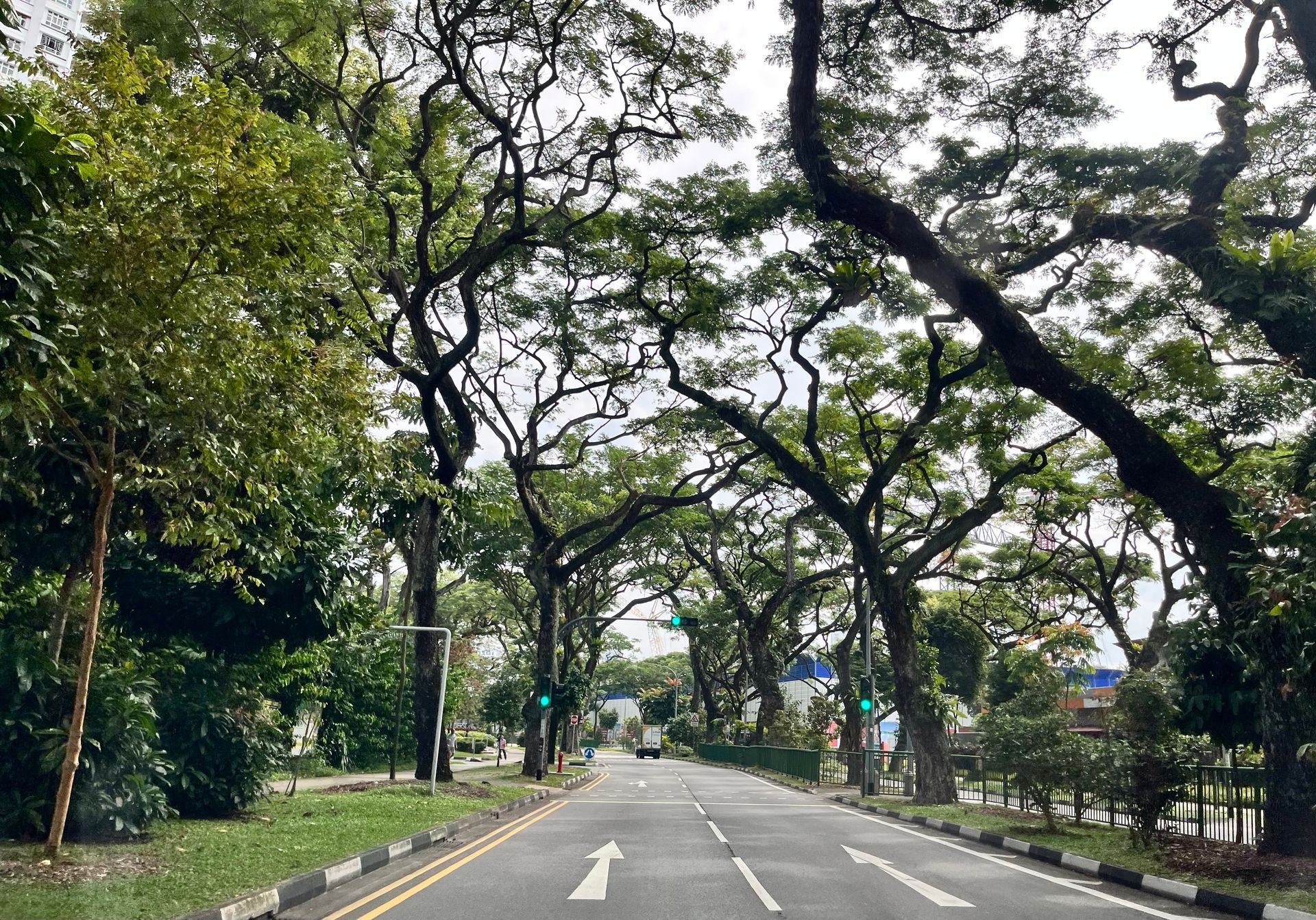 Road lined with large trees, light green foliage overhead, and a white arrow painted on the asphalt.