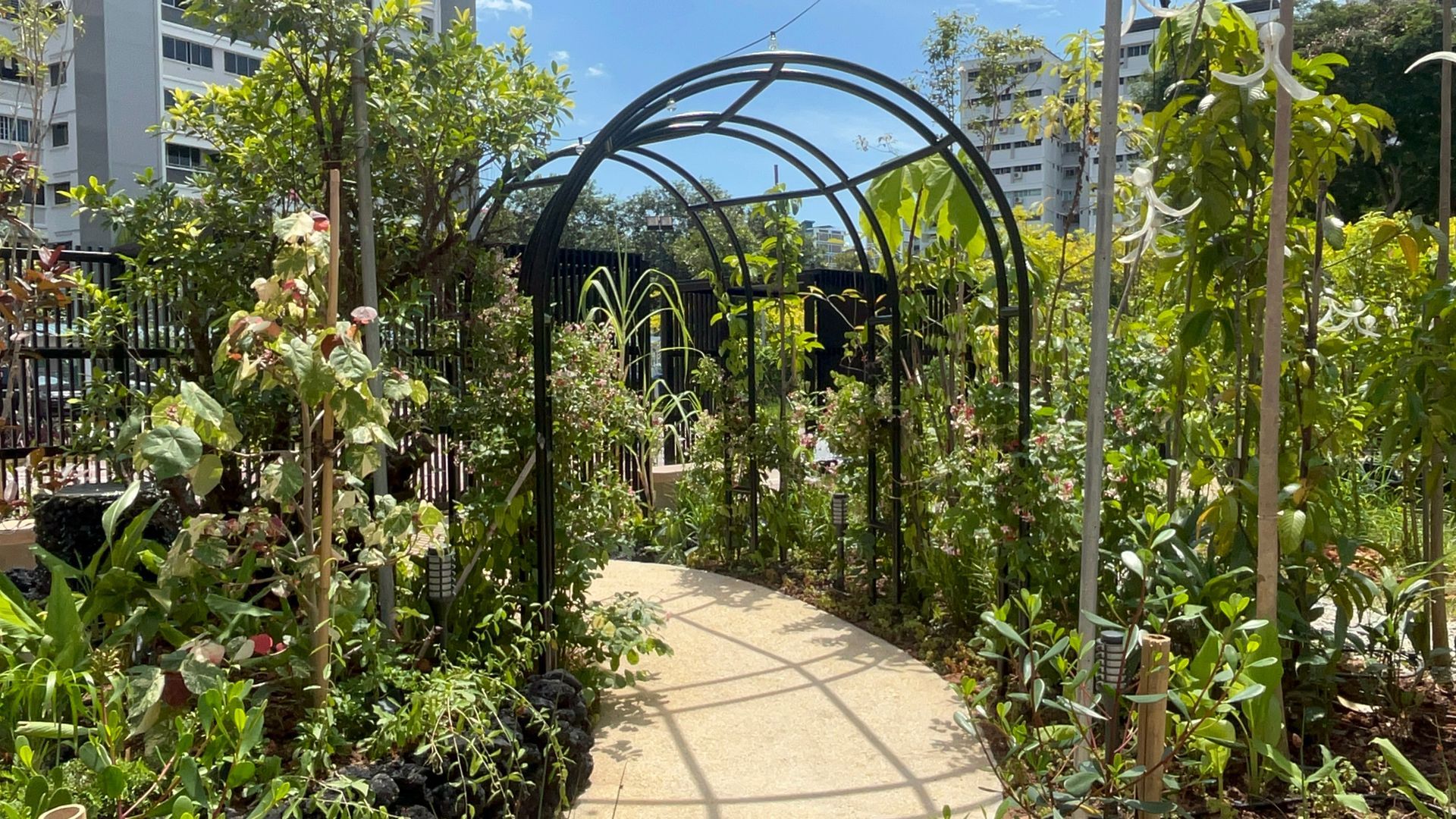 Pathway through a garden with archway trellis, lush greenery, and bright sunlight.