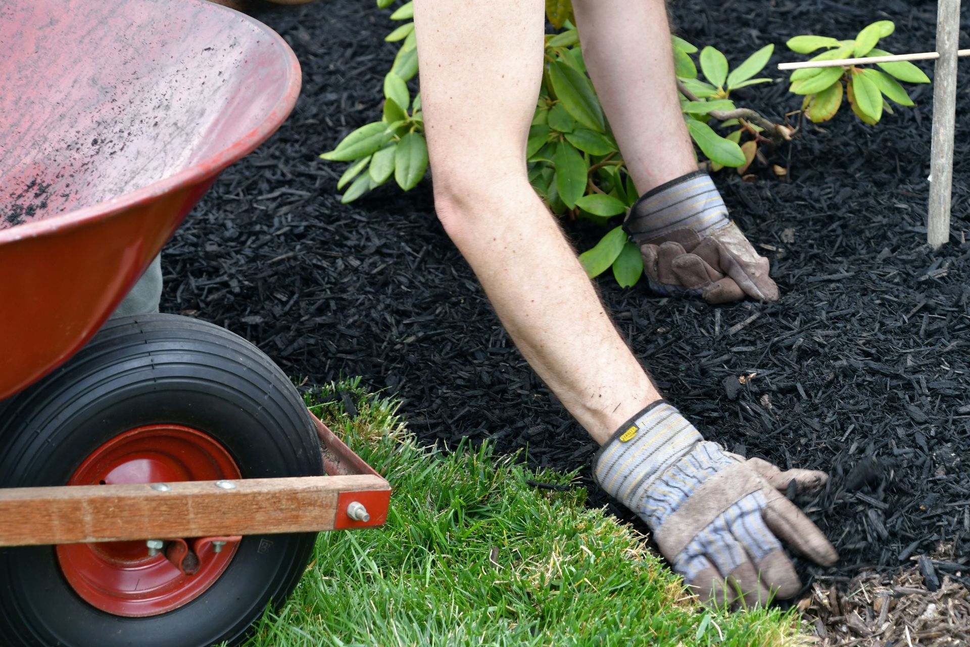 Gardening hands planting shrubs beside a wheelbarrow and black mulch in a yard