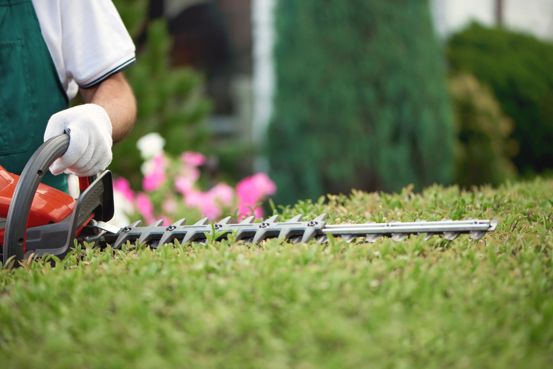 Person using a red hedge trimmer to cut a green hedge in a garden