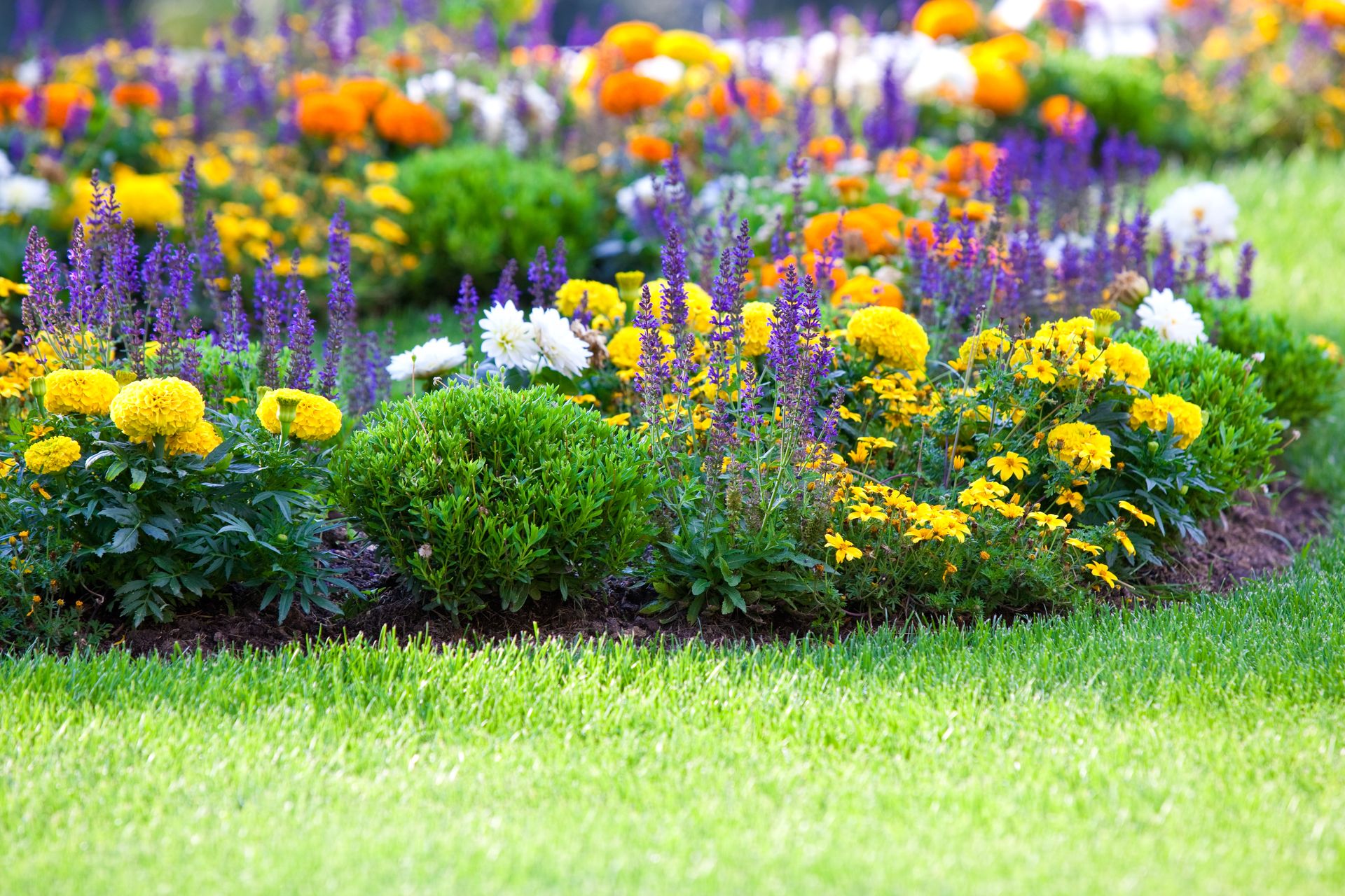 Colorful flower bed with yellow, purple, and orange blooms in a green garden
