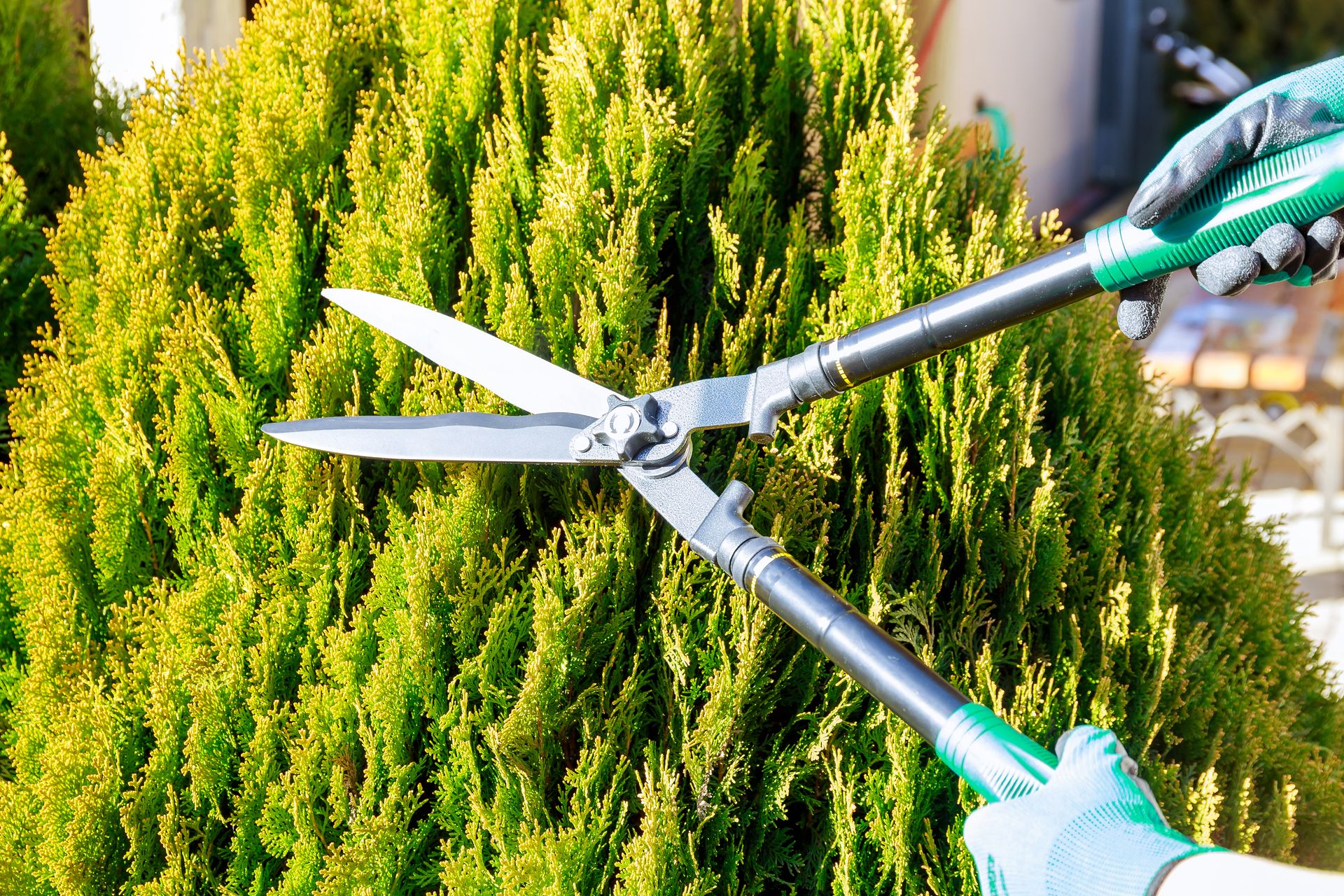 Garden shears trimming a green shrub outdoors