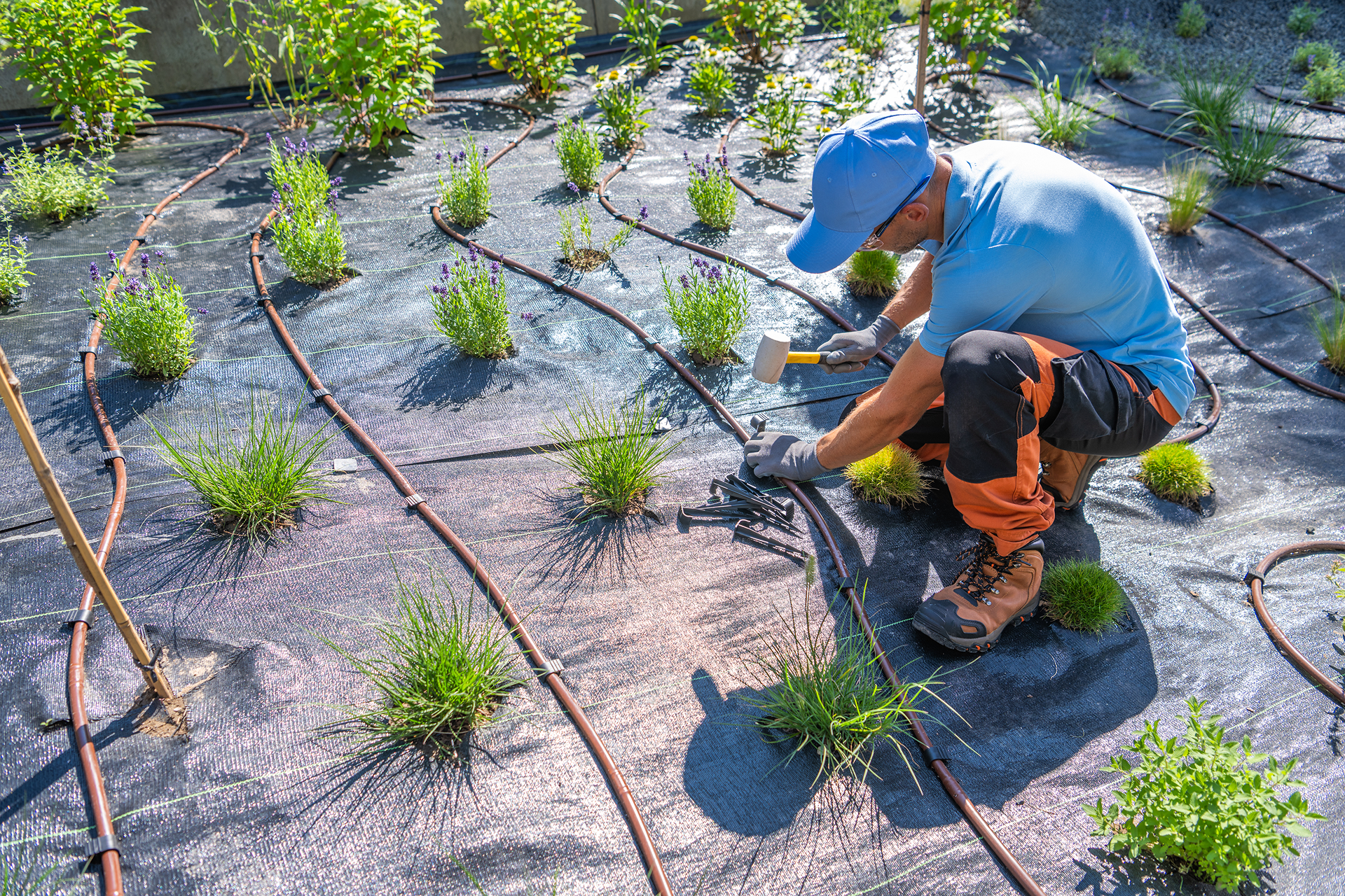 Worker installing irrigation lines in a planted field on black weed barrier fabric