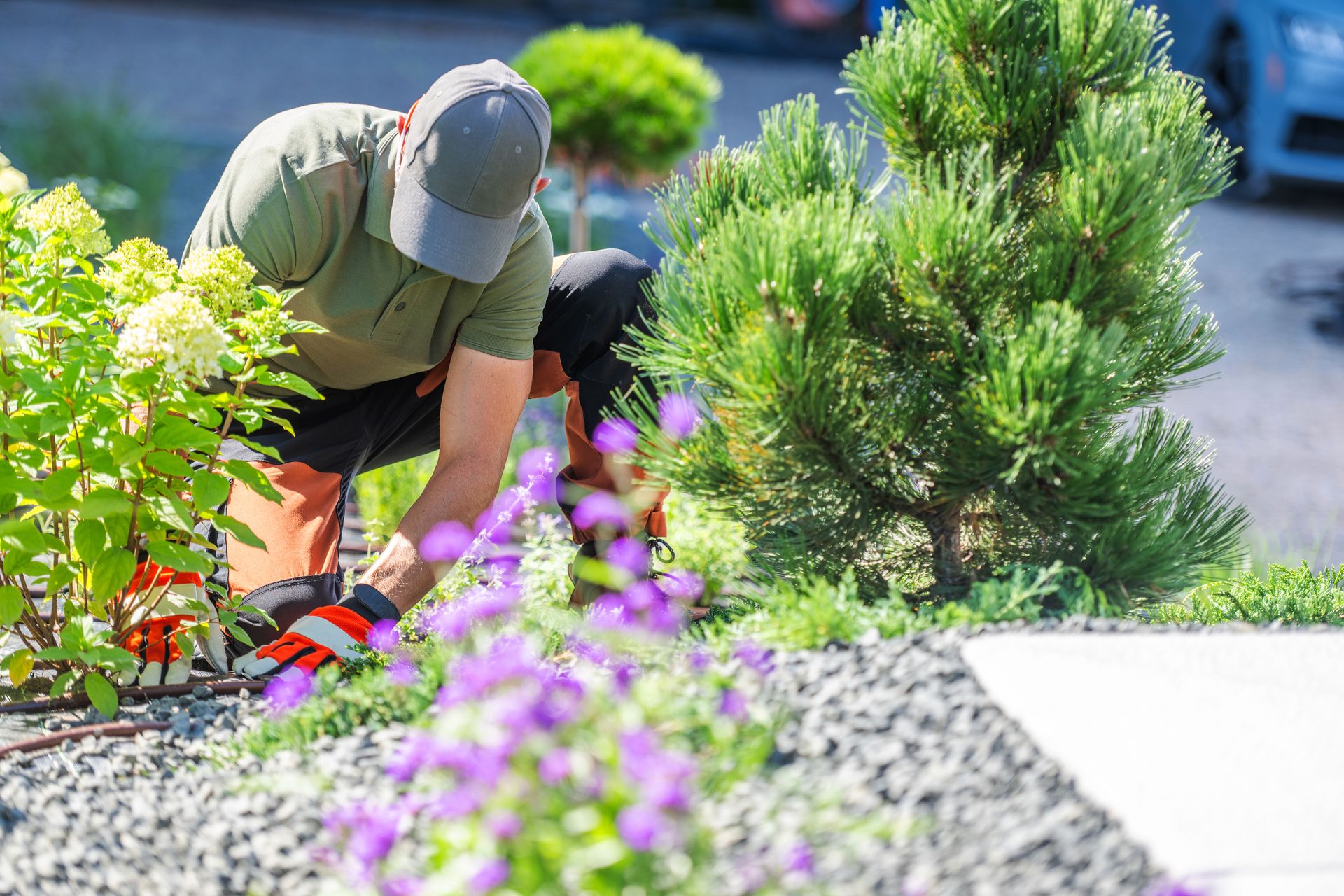 Gardener in a cap and green shirt trimming shrubs in a sunny landscaped garden