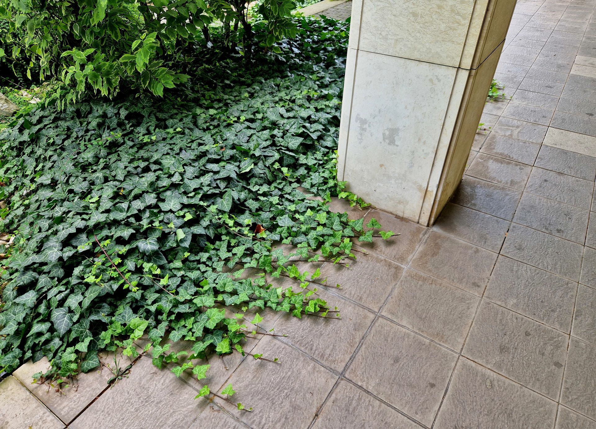 Ivy growing beside a tiled walkway and building column