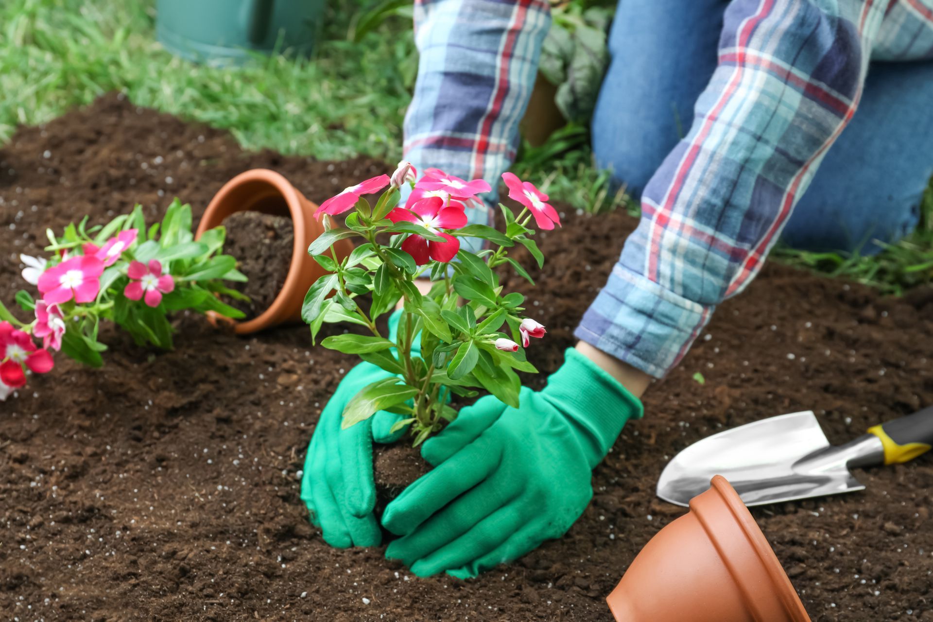 Gloved hands planting pink flowers in a garden bed with a trowel nearby.