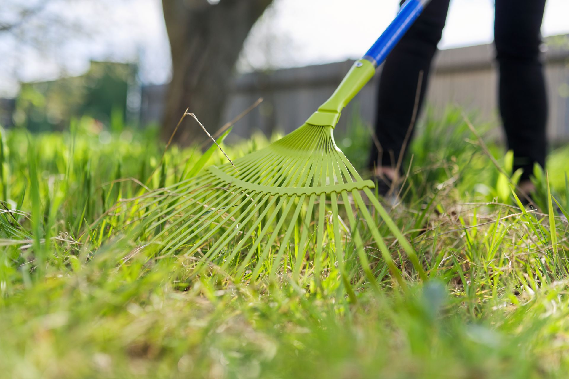 Raking grass in a yard with a green rake and blue handle