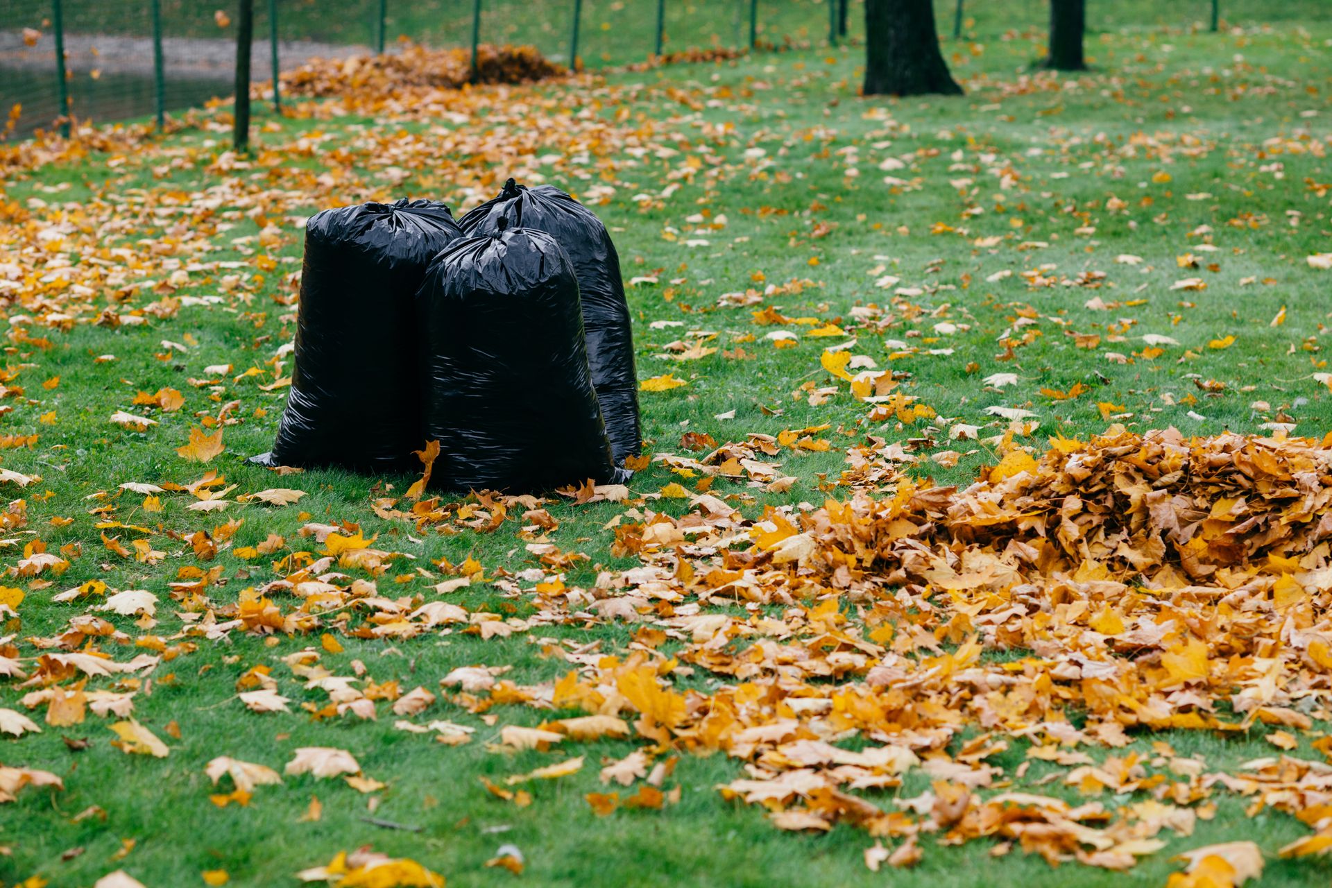Black compost bin in a grassy park with scattered fallen leaves and a leaf pile nearby